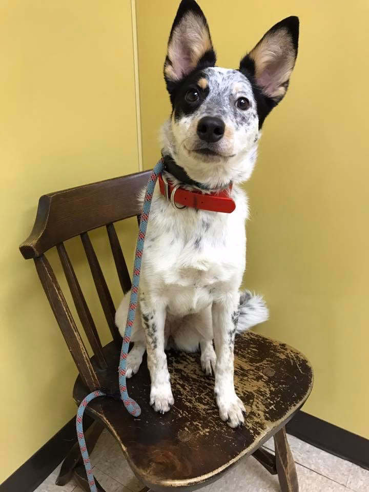 Hypothyroidism in Dogs in Copake Falls, NY