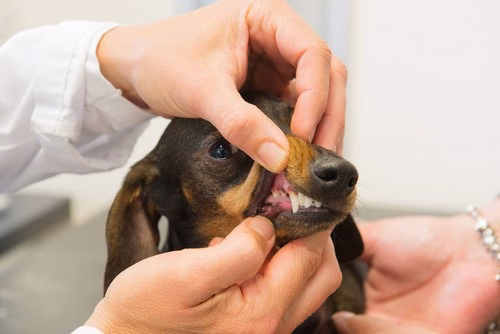 Dental Disease in Dogs and Cats in Copake Falls, NY