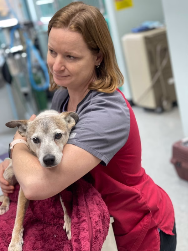 Skin Allergies in Dogs and Cats in Copake Falls, NY