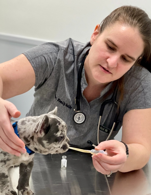 Vaccinations in Copake Falls, NY