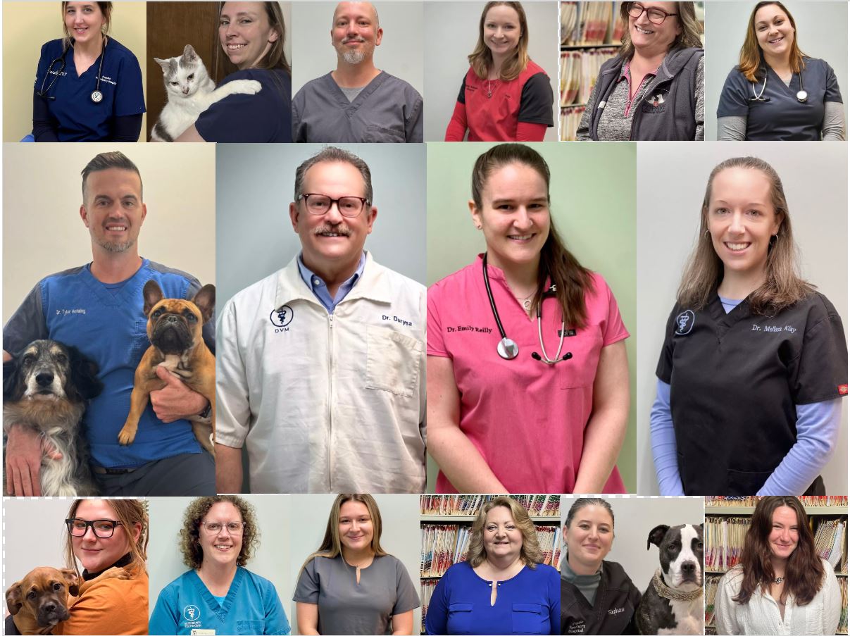 about our veterinary practice Copake Falls, NY